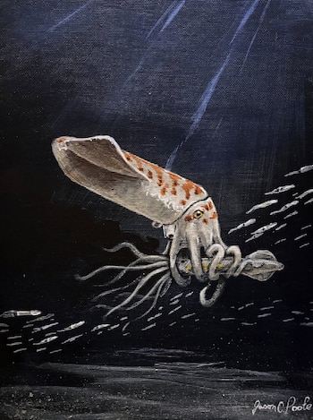 La tomografía computarizada permitió identificar sin dañar los ejemplares de Wyoteuthis linsterorum, un belemnite emparentado con calamares y pulpos actuales (Crédito: Jessica Lippincott)