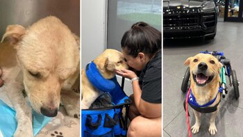 Buster no se rindió nunca