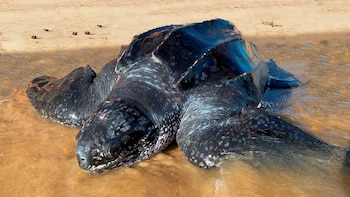 La especie de tortuga conocida