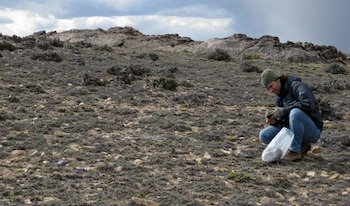 Nuevo hallazgo de paleontólogos en