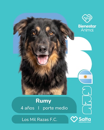 Perros adopción salta