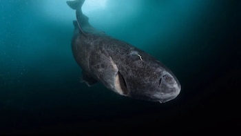 Revelan impactantes datos sobre un