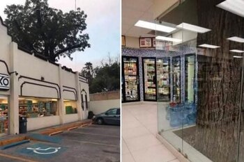 OXXO en Saltillo convierte árbol