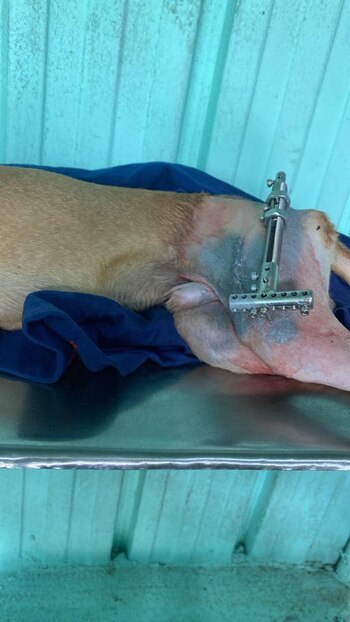 Gracias a su rescatista, Simba