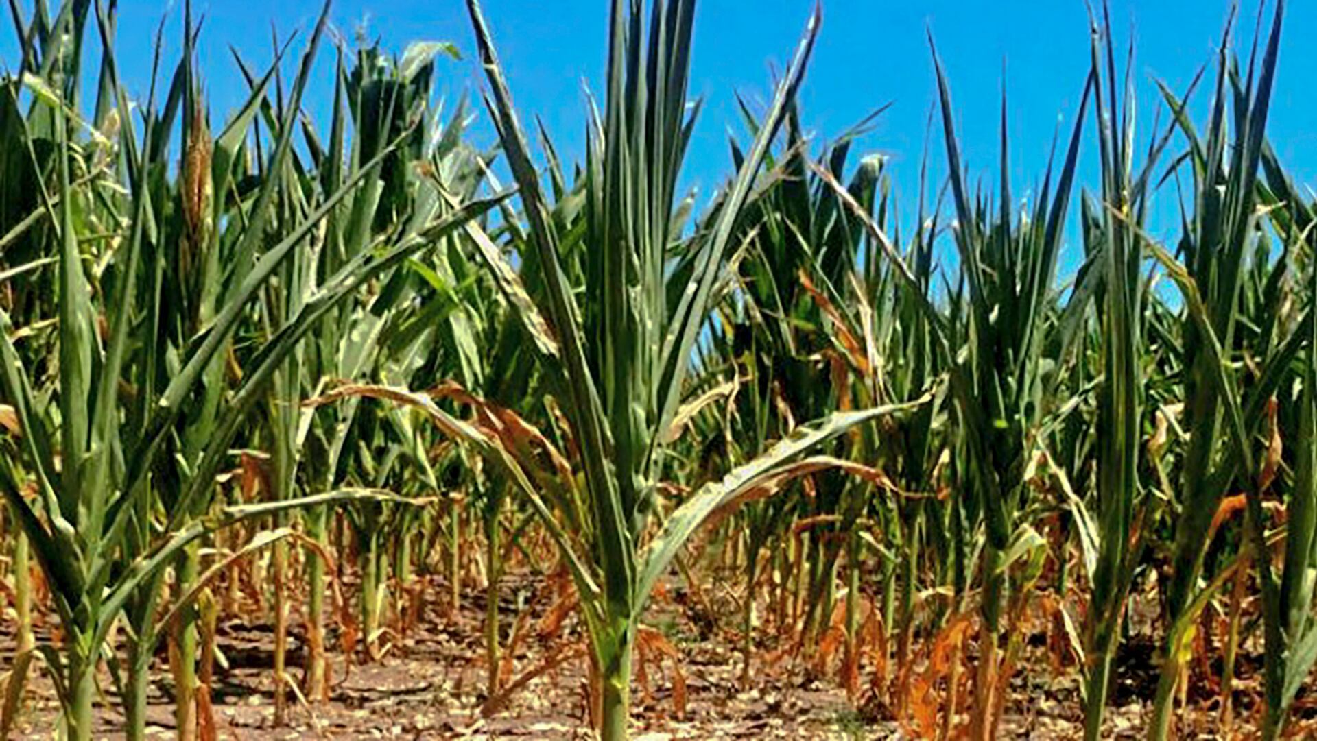 El desarrollo del INIA 625 - MAYUHUAYLLINO, realizado en la Estación Experimental Agraria Andenes de Cusco, destaca por su resistencia genética a enfermedades. (Foto NA)