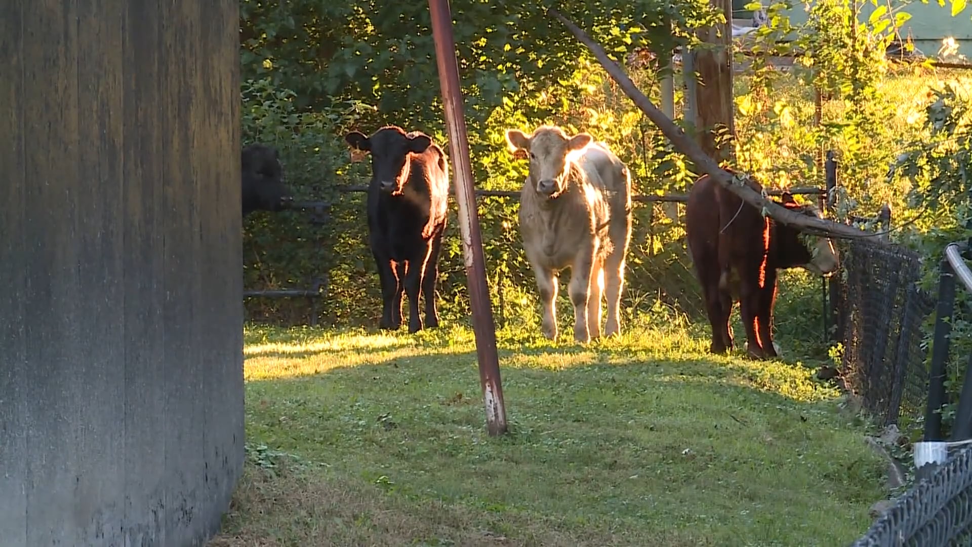 Vacas sueltas en las calles de Kansas City tras el vuelco de un camión que transportaba 120 cabezas de ganado