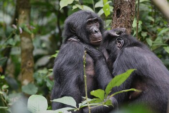 Los bonobos presentan sociedades lideradas