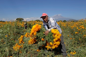 Agricultores cosechan flor de cempasúchil,