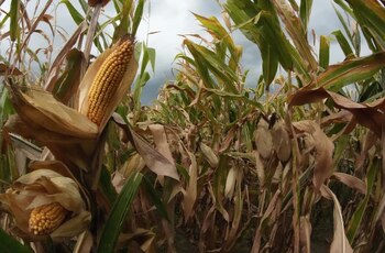 El impacto del retorno a