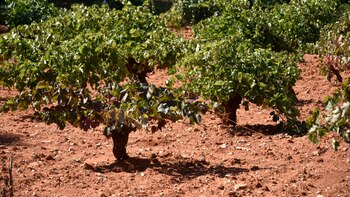 Un calentamiento de más de 2º haría inviables el 90% de las zonas vinícolas de España