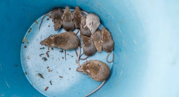 Roedores (Fotos: Getty Images)