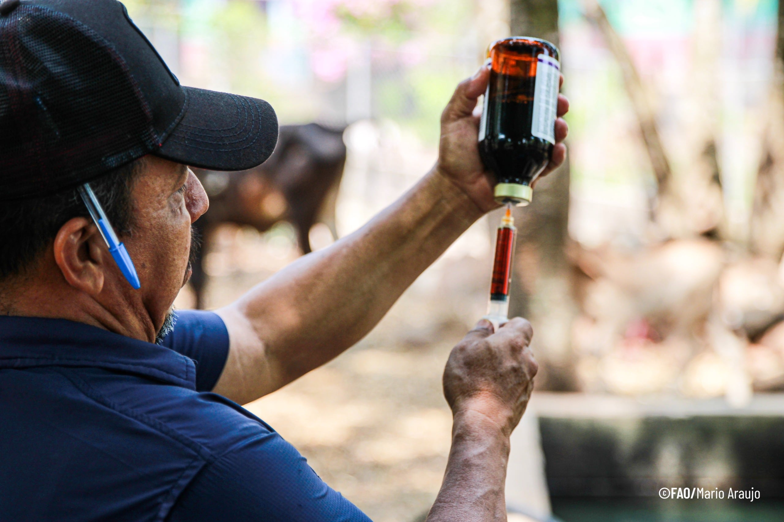 Campañas de vacunación ganadera y entrega de insumos veterinarios elevan la productividad y la resiliencia de pequeños productores en Morazán y Sesori./(FAO El Salvador)
