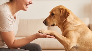 Una persona adulta de perfil da la mano a un perro mediano de pelaje dorado que apoya su pata delantera, con un fondo interior luminoso.