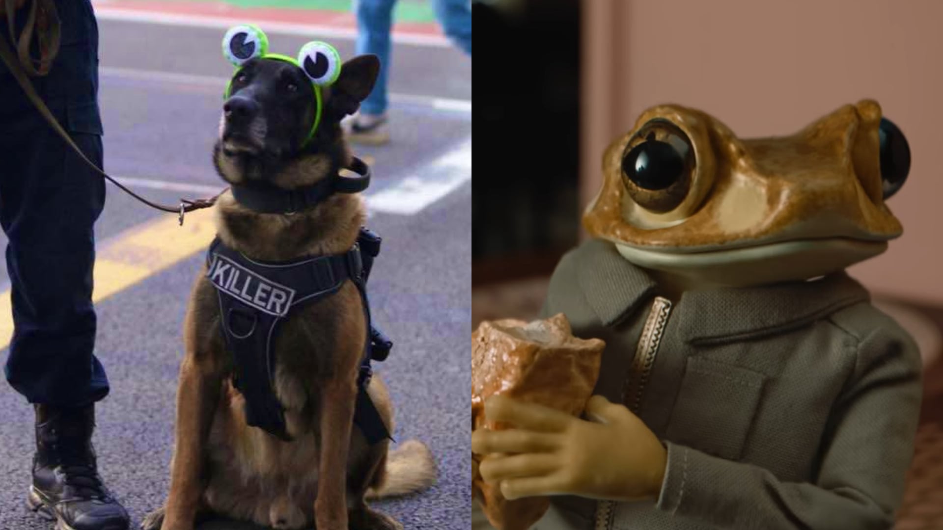 El perrito enamoró a los fans de Bad Bunny (SSC/captura de pantalla)