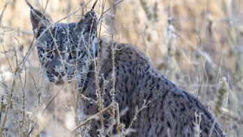 Detenidas tres personas por matar a tiros a un lince y a otros animales protegidos en Cuenca: eliminaban depredadores para aumentar el rendimiento de un coto de caza