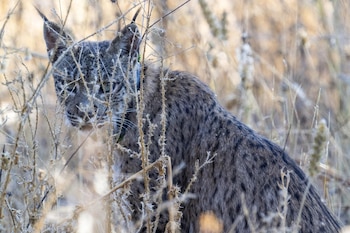 Imagen de archivo de un lince ibérico. (Europa Press)