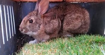 Investigadores identificaron 139 registros del