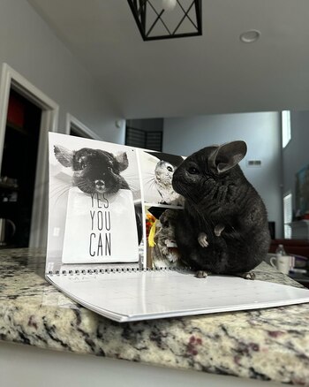 Sus mascotas no son tan