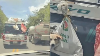 La camioneta Toyota SQC 176