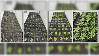 Cuatro paneles con macetas cuadradas negras que contienen plantas verdes en diferentes etapas de crecimiento. La primera muestra plántulas pequeñas, la última exhibe plantas más grandes