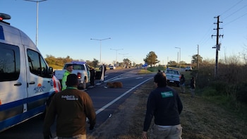 Rescataron a un ejemplar de ciervo de los pantanos que se encontraba perdido en la autopista Panamericana
