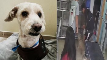 Un joven dejó a Tobi