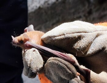 México alberga 138 especies de