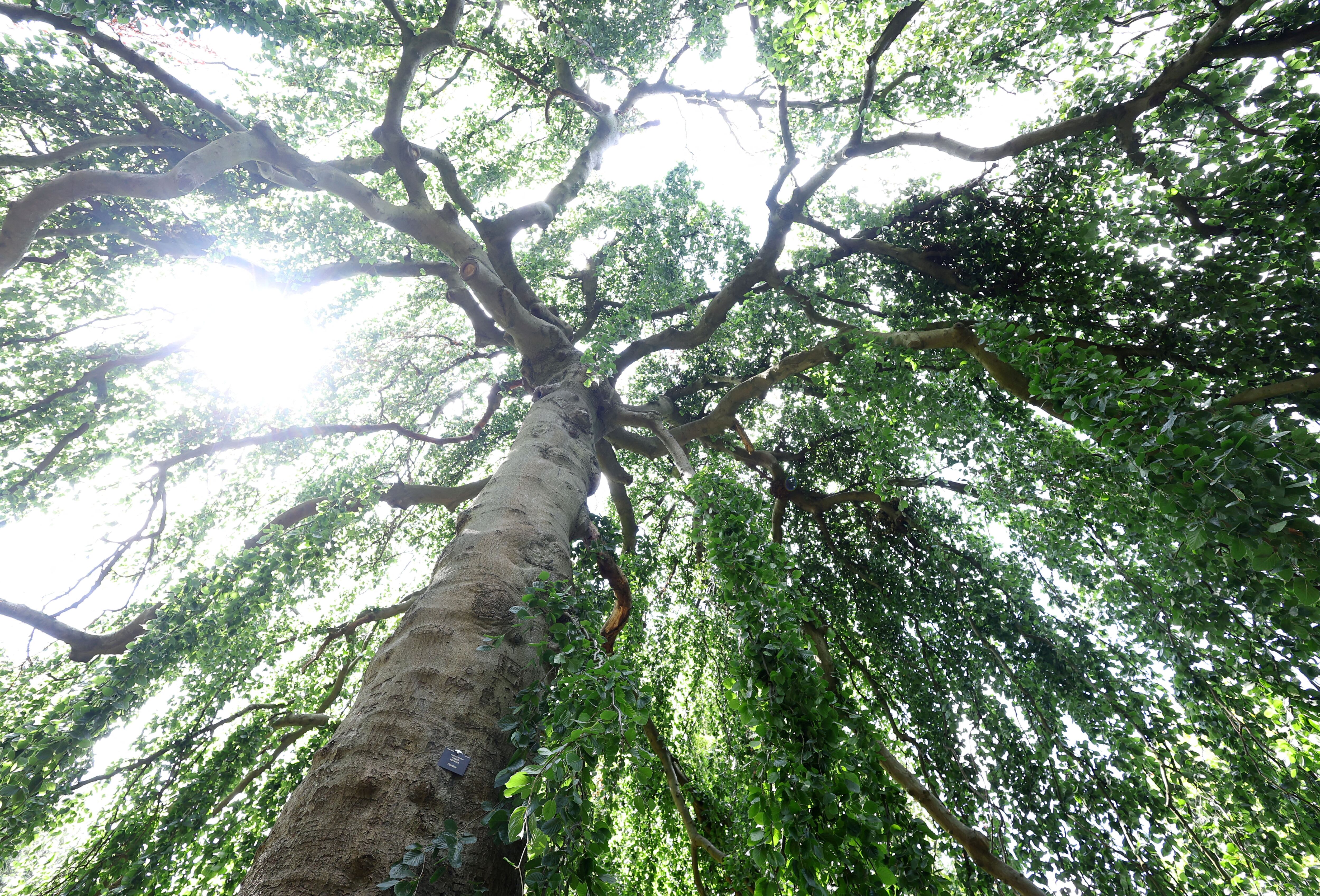 La Cámara de Apelaciones de Quilmes revocó la orden de retirar árboles y dispuso solo una poda rigurosa para evitar molestias vecinales.(Archivo: REUTERS/Toby Melville)