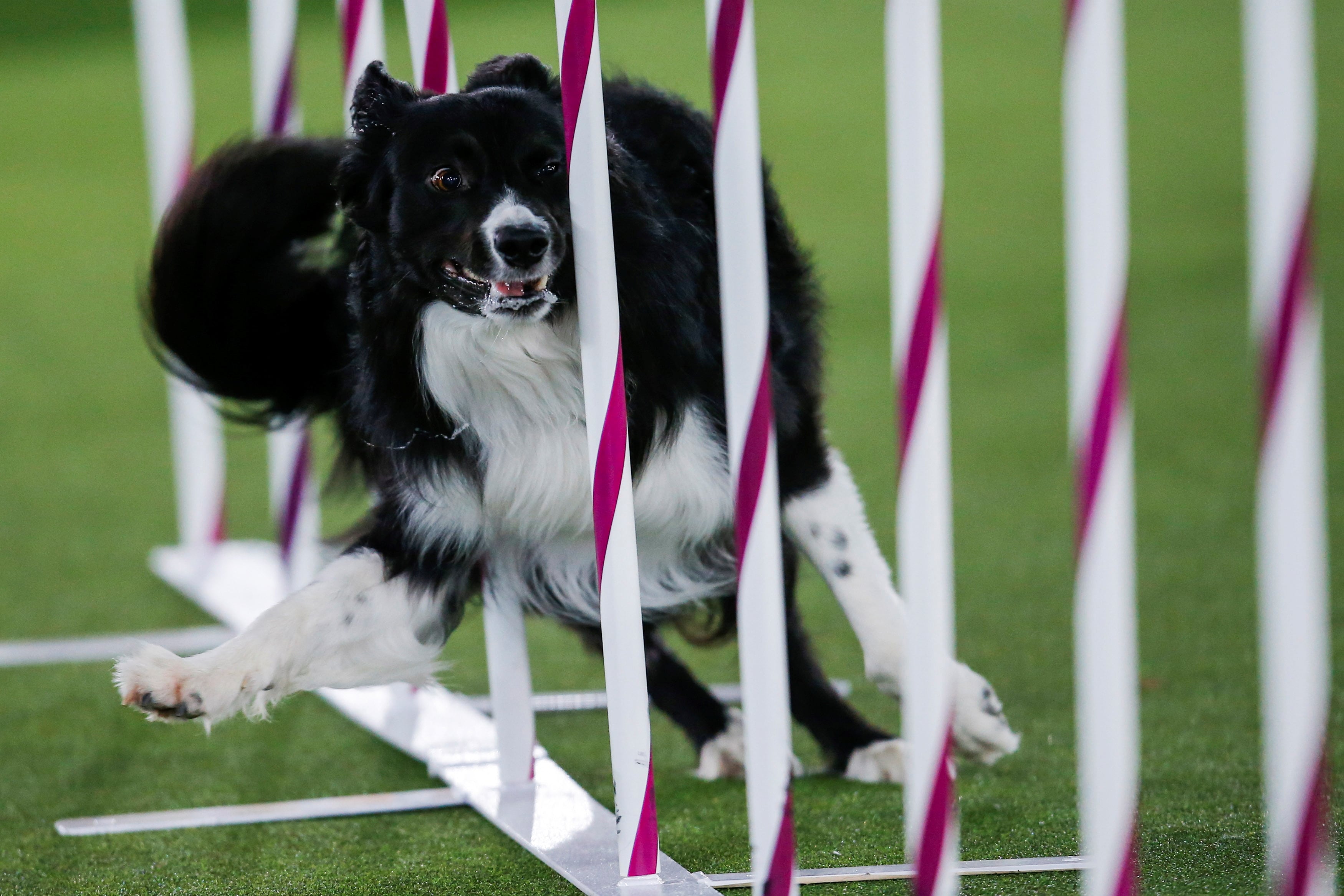 El experimento incluyó 31 Border Collies para comparar la reacción de perros típicos y dotados ante juguetes conocidos y nuevos./Archivo REUTERS/Eduardo Munoz