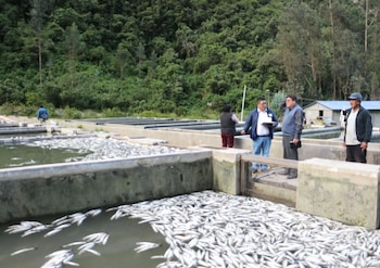 Más de 2.5 millones de peces muertos y pérdidas millonarias para piscicultores. Difusión