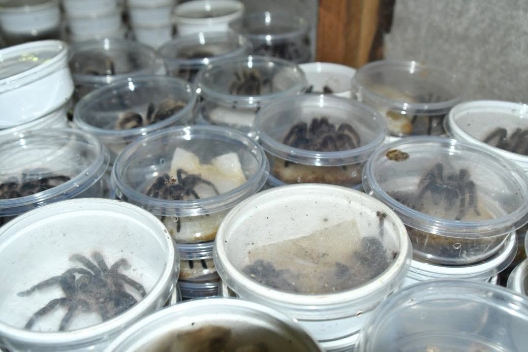 Nicaragua exportó más de 50,000 ejemplares de fauna exótica hacia Asia, Europa y Norteamérica