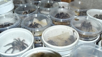 Nicaragua exportó más de 50,000 ejemplares de fauna exótica hacia Asia, Europa y Norteamérica