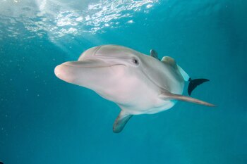 Fotografía sin fecha cedida por el Acuario Marino de Clearwater (CMA) donde aparece Winter, una delfín nariz de botella (Tursiops truncatus), quien tenía una cola ortopédica fabricada especialmente para ella en las instalaciones del acuario en Clearwater, Florida. La delfín discapacitada Winter, cuya historia de supervivencia y superación inspiró las películas "Dolphin Tale" y "Dolphin Tale 2", murió en el Acuario Marino de Clearwater (CMA), en Florida, según informó la institución. EFE/ Clearwater Marine Aquarium