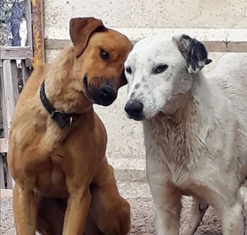 Dos de los perros que