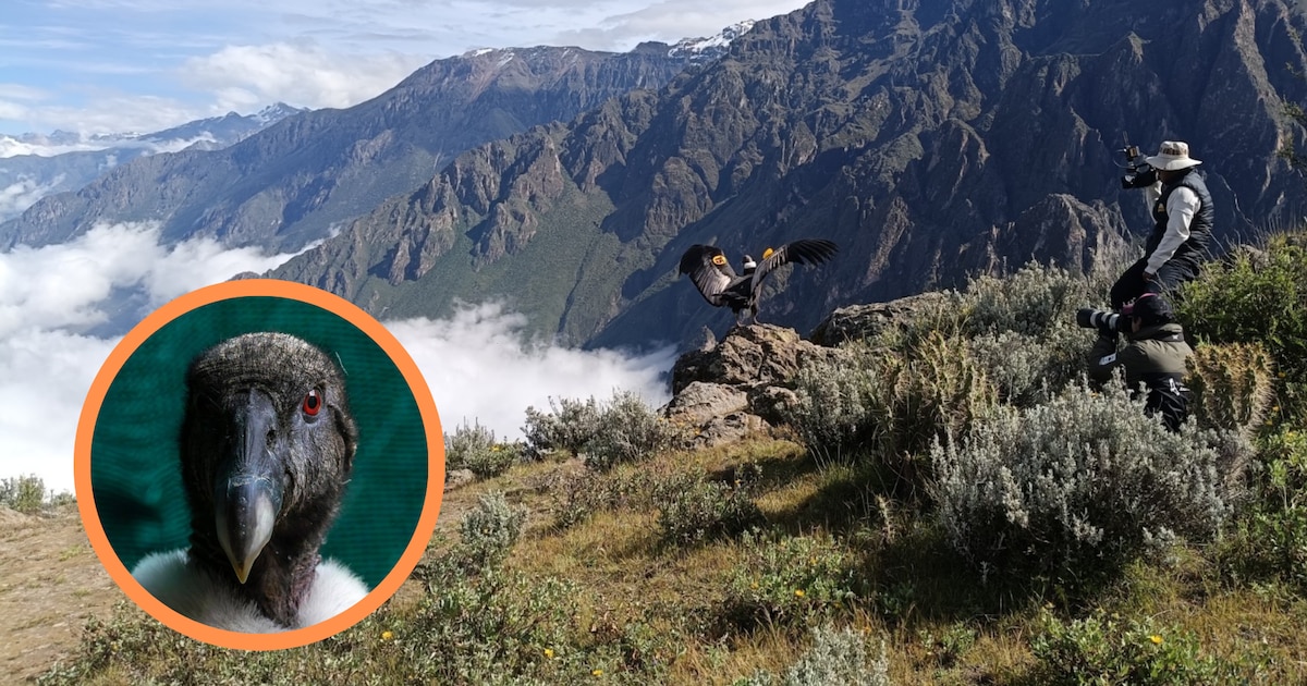 “Chaska” vuelve a volar: cóndor andino es liberado en el valle del ...