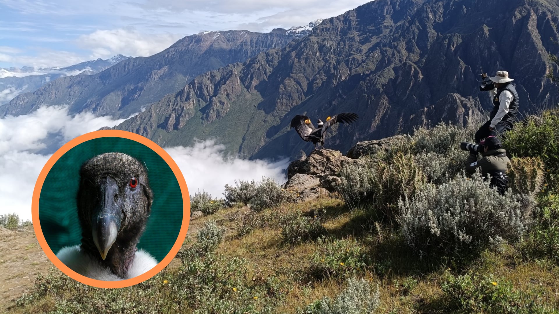 “Chaska” como ejemplo del impacto de programas de conservación en el país. (Composición: Infobae / Créditos: Víctor Gamarra-Toledo / Fundación Cóndor Andino Perú)