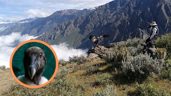 “Chaska” vuelve a volar: cóndor andino es liberado en el valle del Colca tras tratamiento en Arequipa y tendrá seguimiento satelital