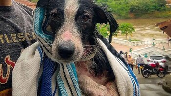 Perra que fue arrojada al río Magdalena tiene nueva familia y vive en Bogotá