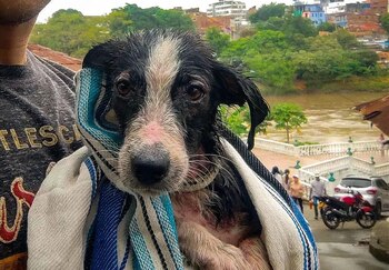 El animal fue bautizado como Magdalena del Río, en honor al lugar donde fue rescatada, y ahora goza de buena salud | Foto: Instagram @magdalena_del_rio