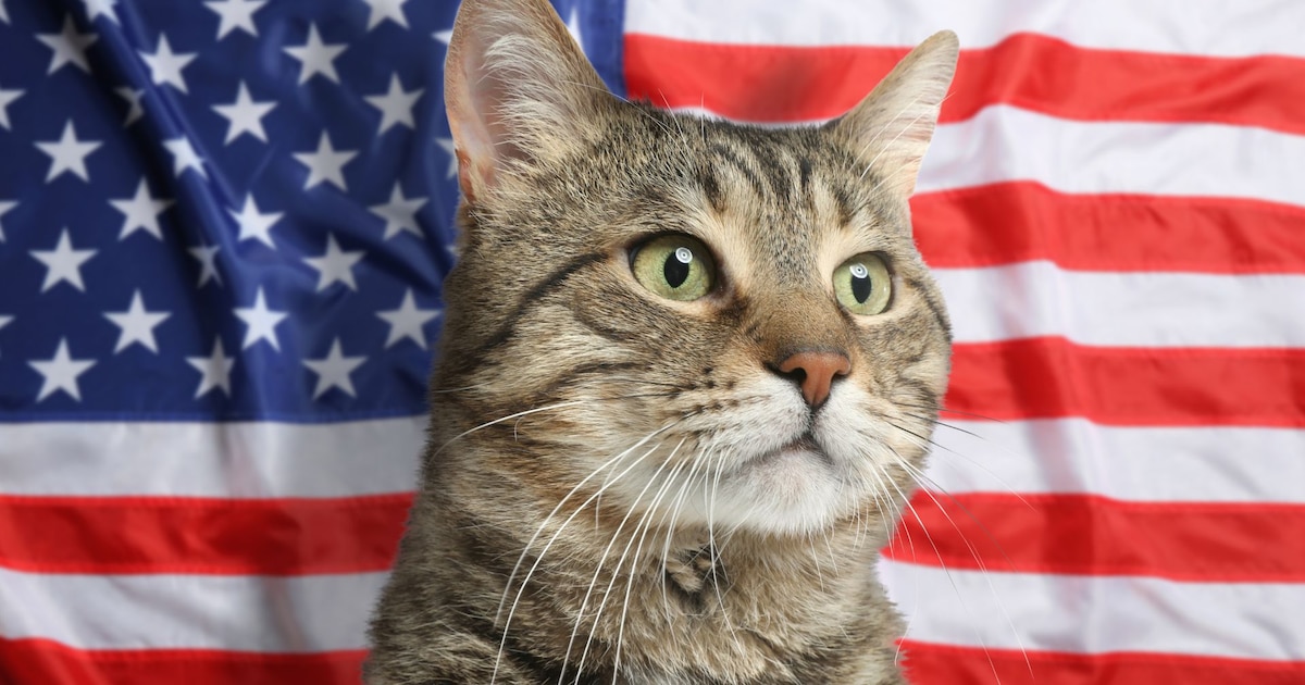 Tener gato en Estados Unidos será más caro si se aplican los aranceles - Infobae