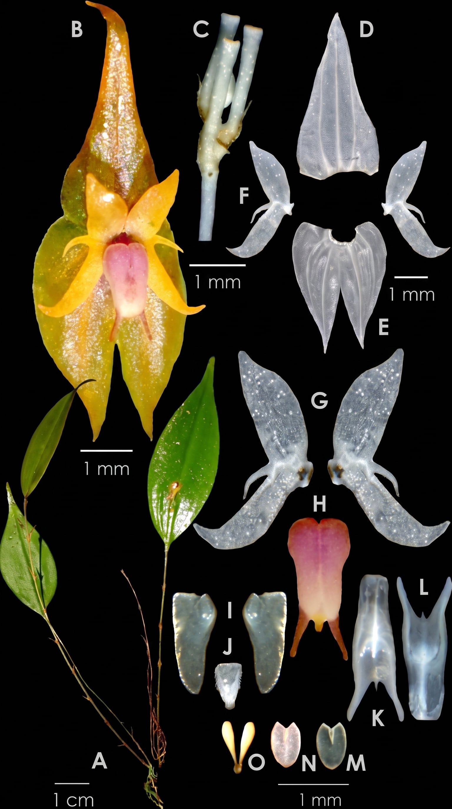 La orquídea Lepanthes ashaninka, recientemente descubierta en el Parque Nacional Yanachaga Chemillén de Perú, se ilustra con sus hojas, flor y componentes morfológicos detallados.