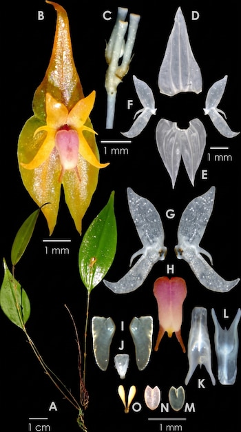 Composición de fotos en fondo negro: una orquídea con hojas, flor y sus partes disecadas (sépalos, pétalos, labelo, columna, polinias). Incluye escalas de 1 cm y 1 mm