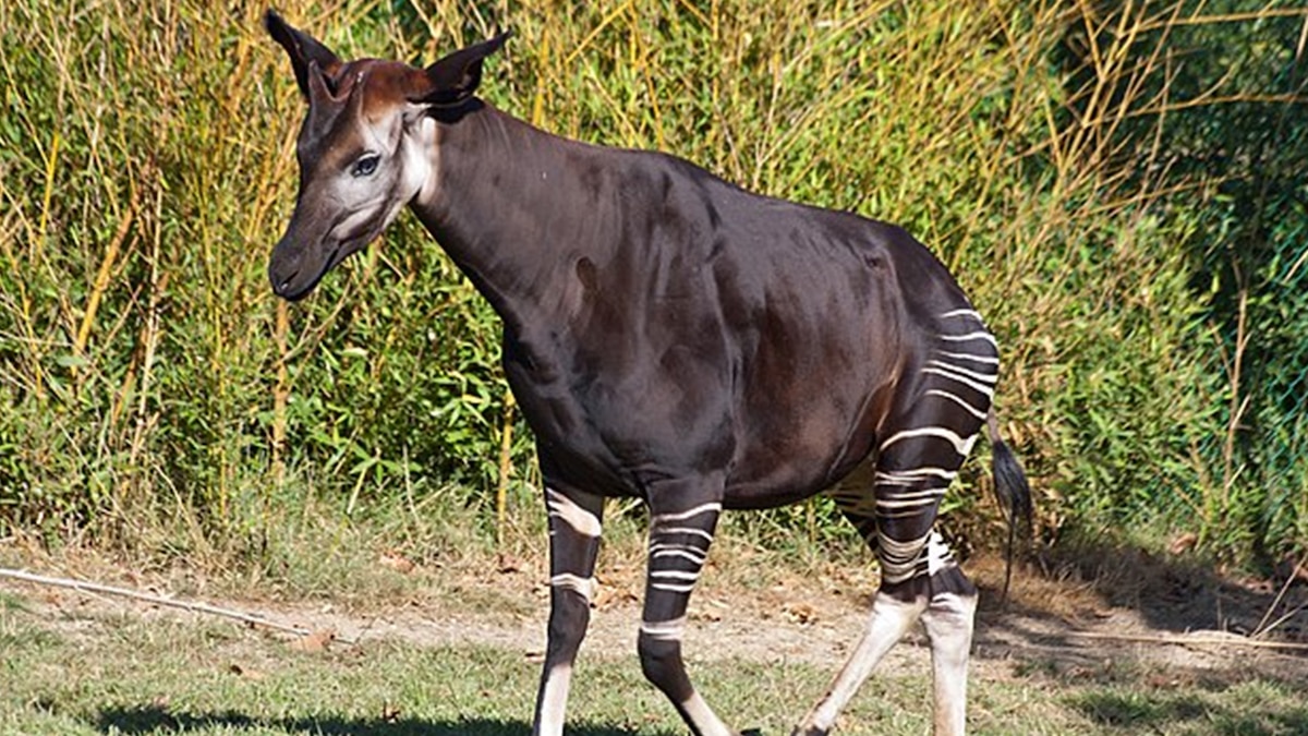 Okapi: el animal mitad jirafa, mitad cebra que lucha por sobrevivir en la selva africana - Infobae