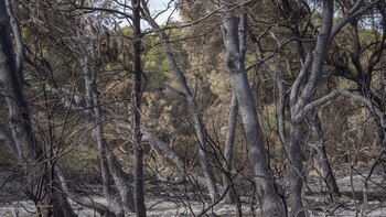 Abren juicio oral contra el