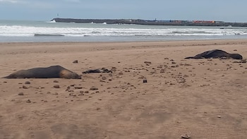 Lobos marinos muertos en Necochea