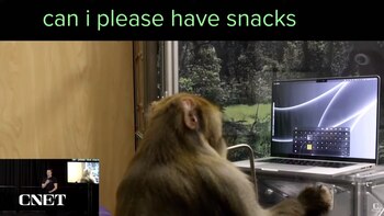 El mono con la frase