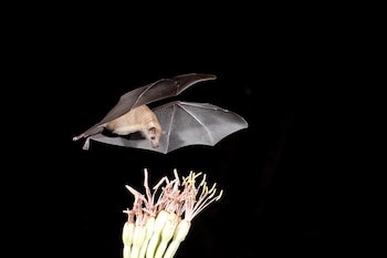 Un mamífero que juega un