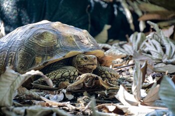 En la imagen, la tortuga