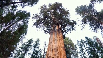 El calor extremo afecta a las secuoyas, los árboles más altos del mundo