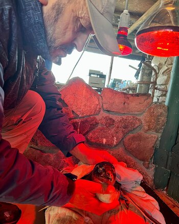 La ONG Fauna Marina pide